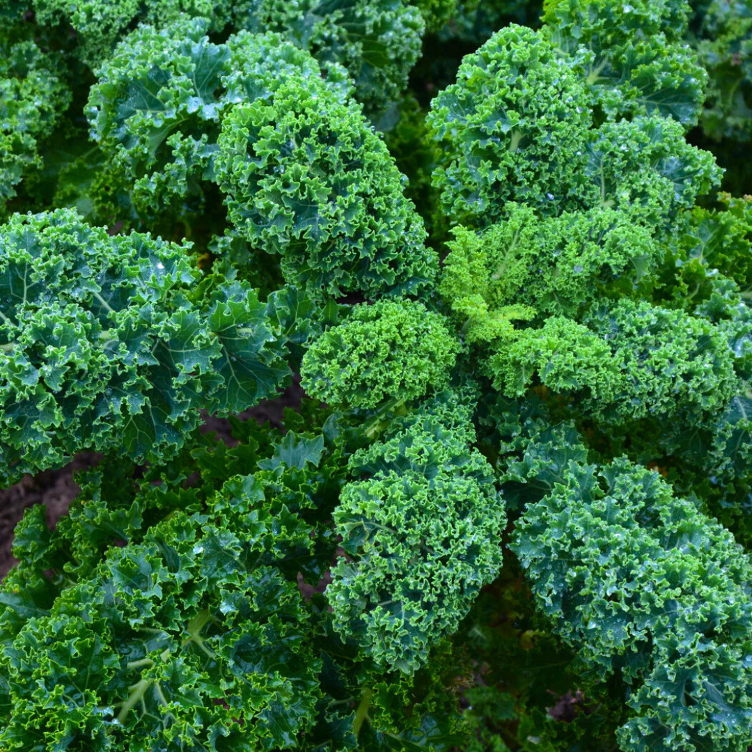 Fresh Blue Scotch Curled Kale Seeds | Heirloom Non-GMO | Fresh Vegetable Seeds