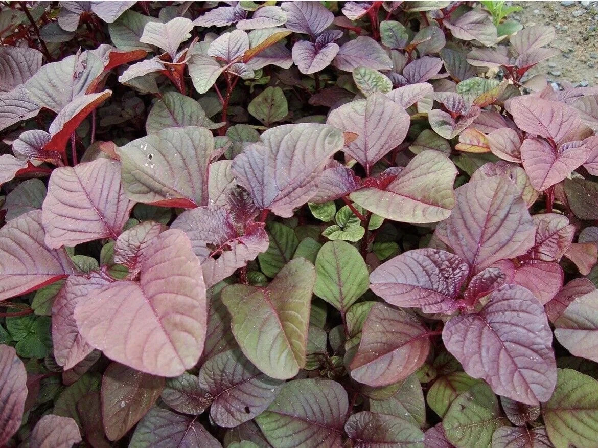 Red Amaranth Seeds – Lal Shak (লাল শাক) – High‑Quality Seeds for Planting