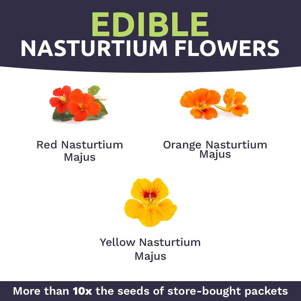 Nasturtium Seeds Mixed Colors Large Packet 200 Flower Seeds Tropaeolum Majus