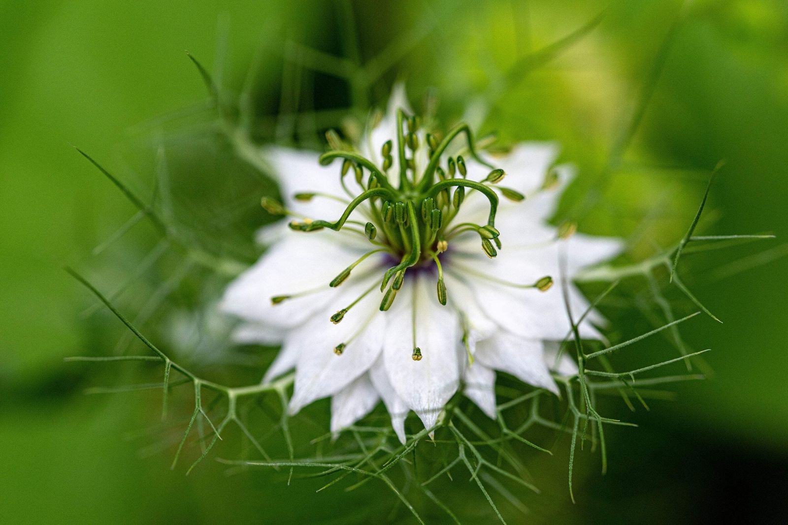 500 WHITE LOVE IN A MIST Nigella Damascena Flower Seeds *Flat S/H