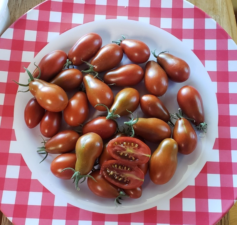 Cinnamon Pear Cherry Tomato (25 seeds) – good all around Cherry Tomato!