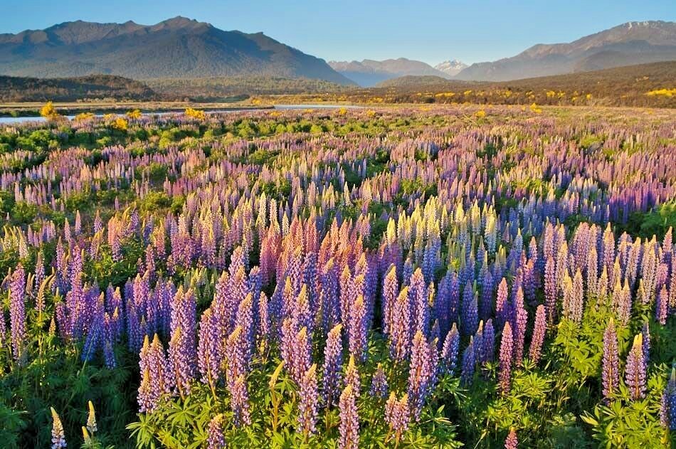 50+LUPINE RUSSELL MIX Seeds Native Wildflower Pollinators Cut Flowers Perennial