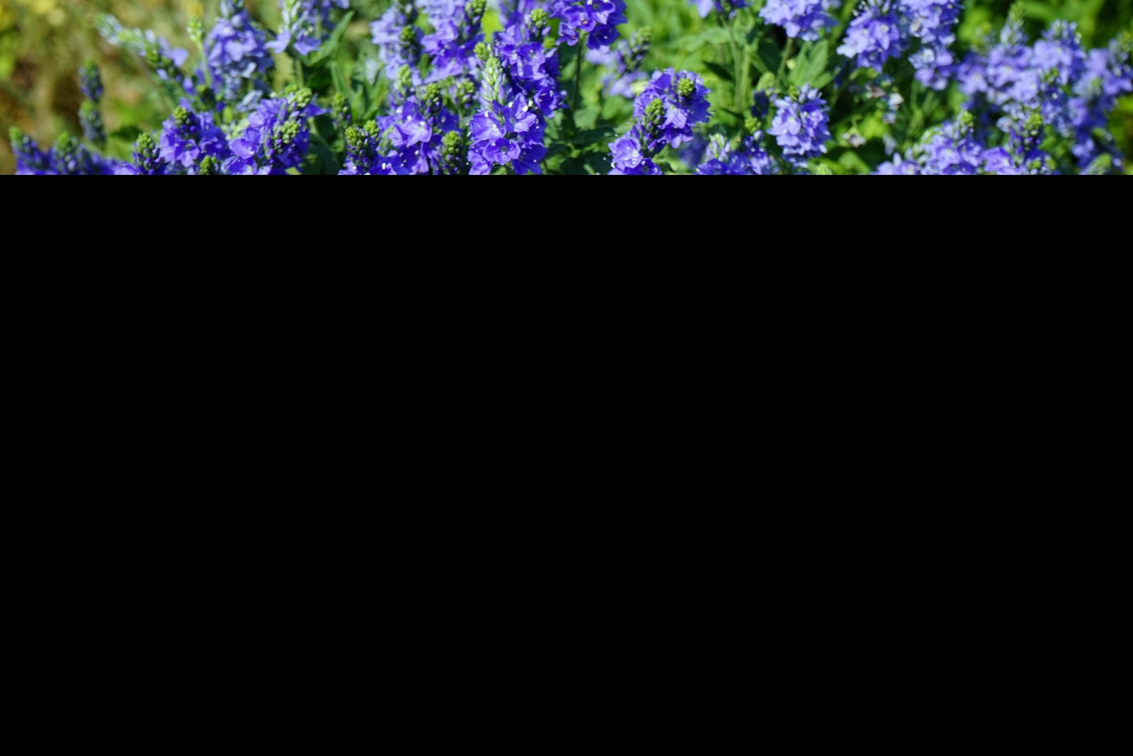 75 ROYAL BLUE SPEEDWELL Veronica Austriaca Teucrium Flower Seeds