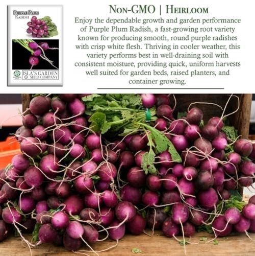 Purple Plum Radish Seeds (Raphanus sativus) – 150+ Heirloom Non-GMO Seeds by