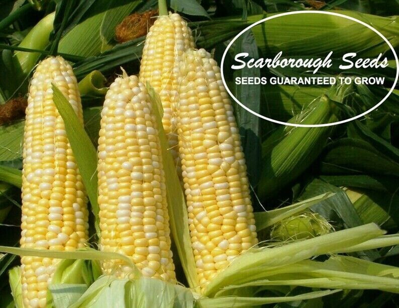 Scarborough Seeds Bicolor Corn (Peaches And Cream) 25 Seeds NON-GMO USA