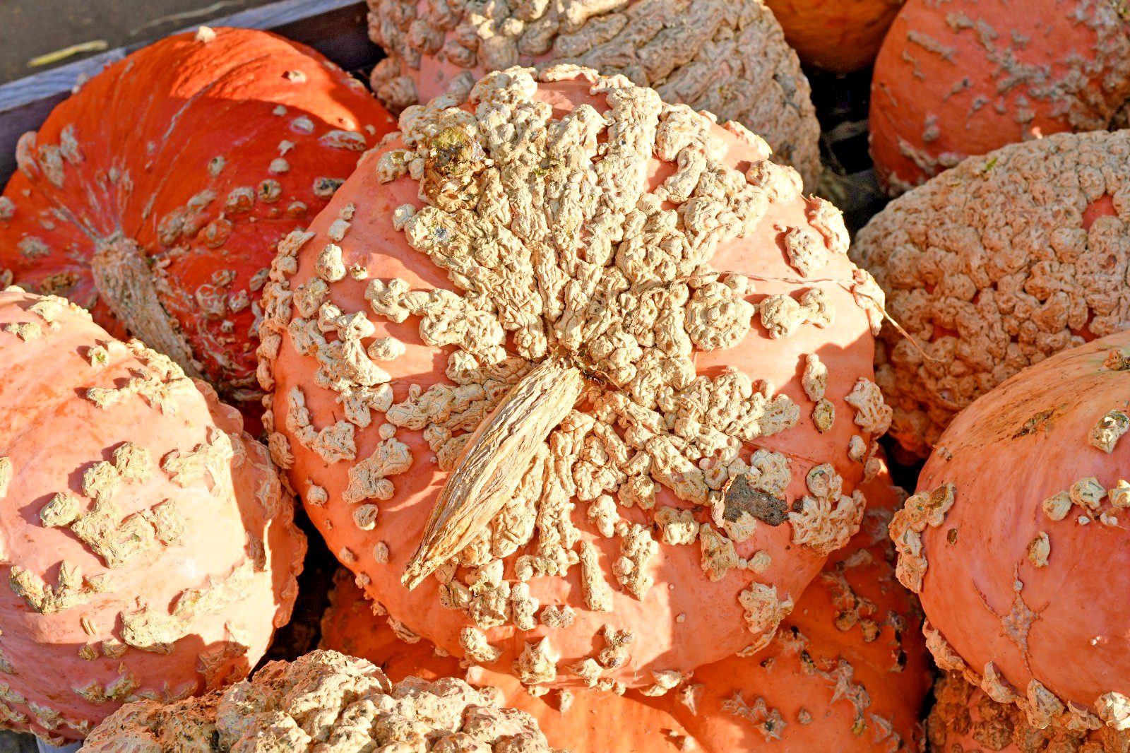 peanut pumpkin 15 seeds Galeux D’Eysines french winter squash