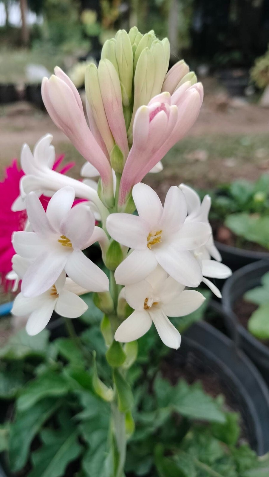 7 Single Mexican Tuberose Polianthes Lily SMALL BULBS~Fragrant~Heat Hardy