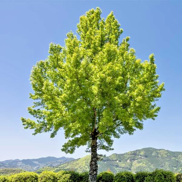 Trident Maple Tree | Premium Seeds | Acer buergerianum ‘Summer’ | Plants’®