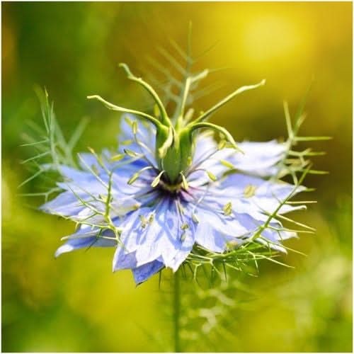 Black Cumin Herb Seeds For Planting (Nigella sativa)