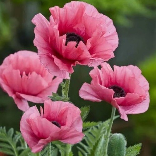 5,000+ Mixed Oriental Poppy Seeds Premium Perennial Giant Crepe-Paper Blossoms