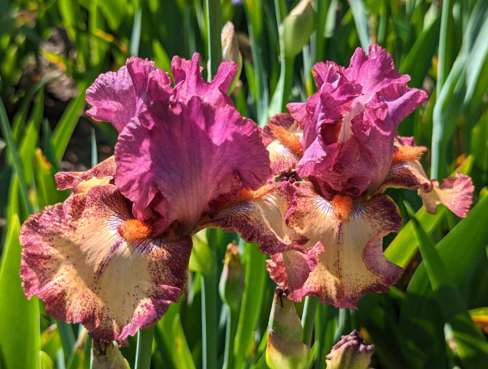 ‘Innocent Star’ TB Bearded Iris Rhizome PRE-SALE to Ship Aug/Sept