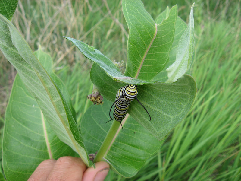 51+SHOWY MILKWEED Seeds Native Wildflower Container Flower Garden Heat Cold Easy