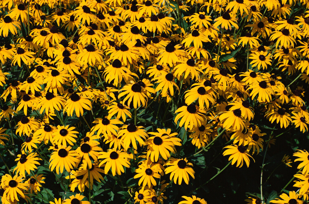Black-Eyed Susan & Fancy Gloriosa Daisy Combo 190 Seeds~My Botanical Garden Club