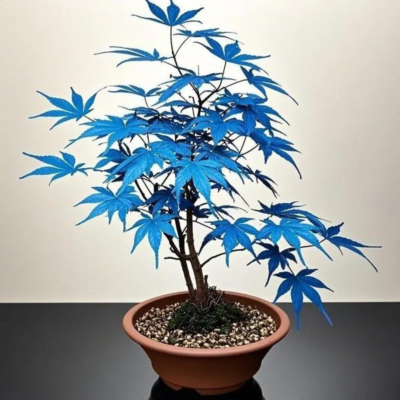 15 Rare Blue Japanese Maple Seeds – Acer Palmatum Ornamental Tree Seeds for P…
