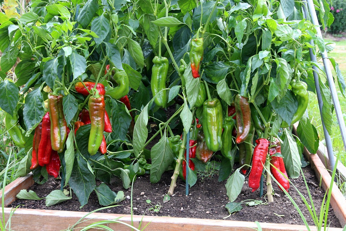 30 Giant Marconi Sweet Pepper Seeds