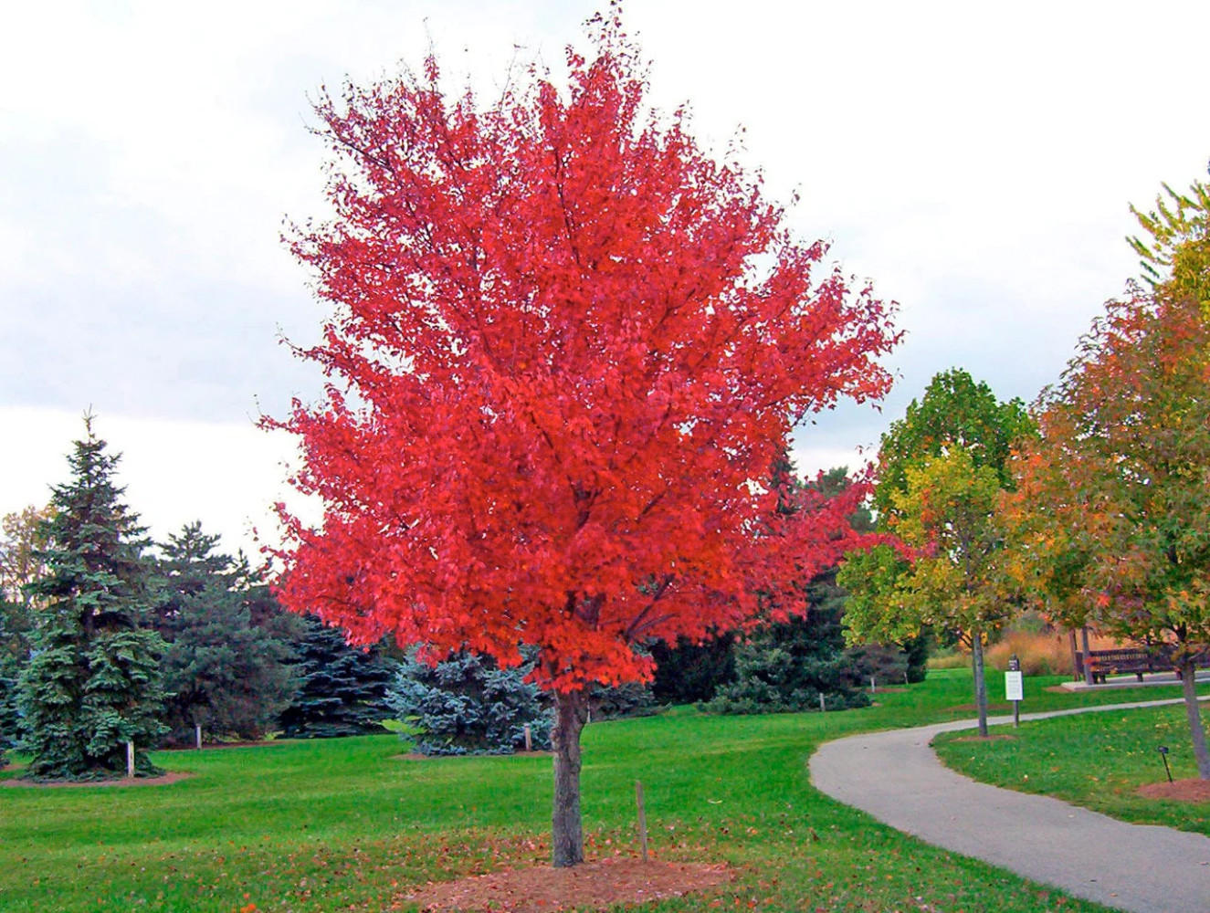 25 SIBERIAN MAPLE TREE Acer Ginnala Seeds – Red Fall Foliage