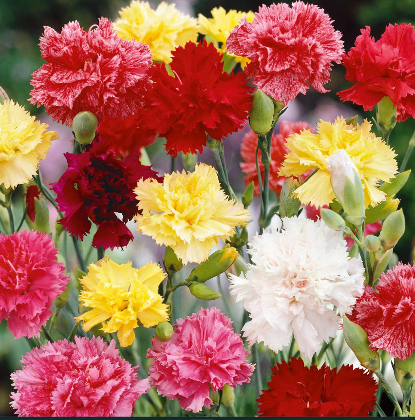Carnation GRENADIN DOUBLE Mix Pollinators Fragrant Cut Flowers Florist 200 Seeds