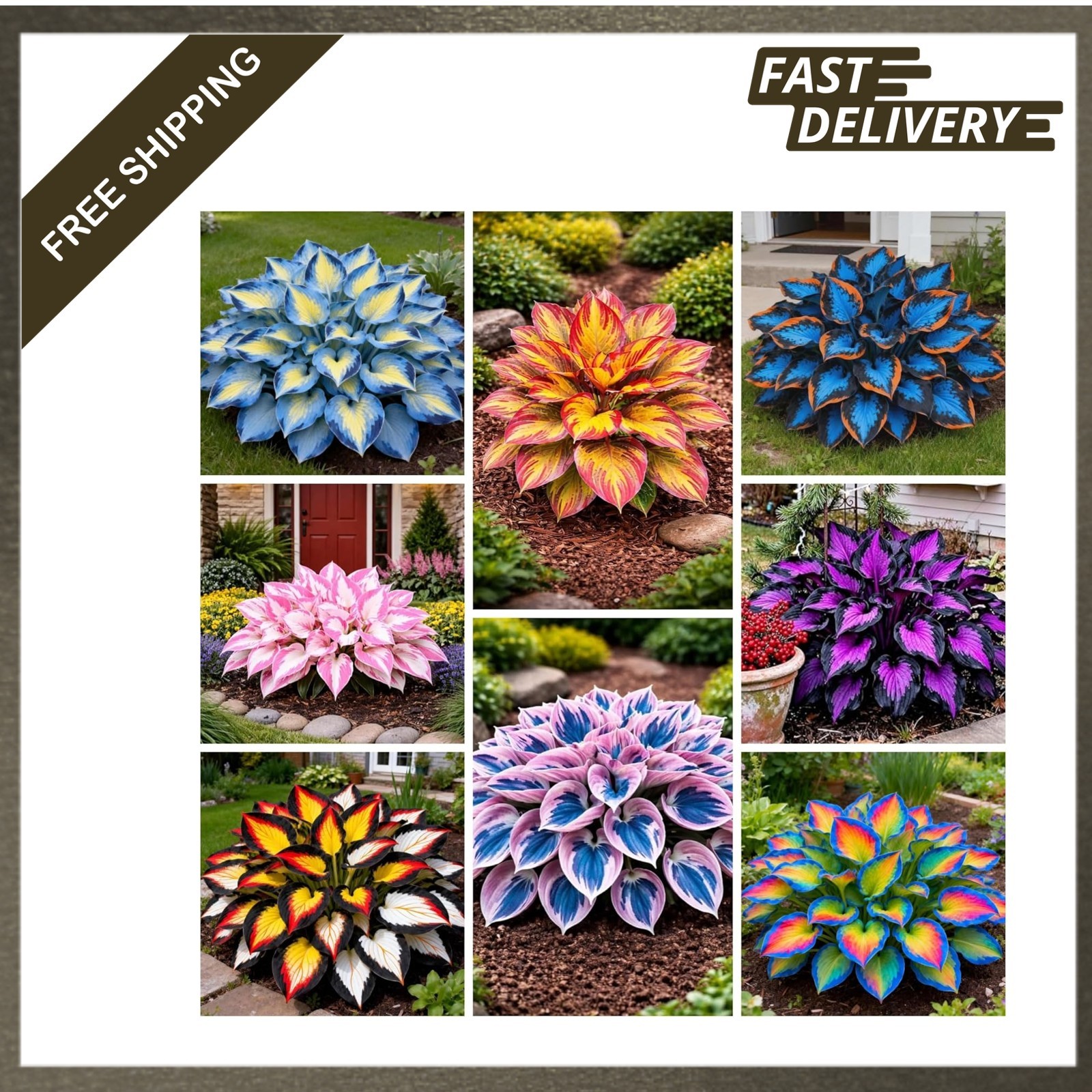 Perennial Hosta Seeds for Planting, Rich Foliage, Heart Shaped Leaves, Drought