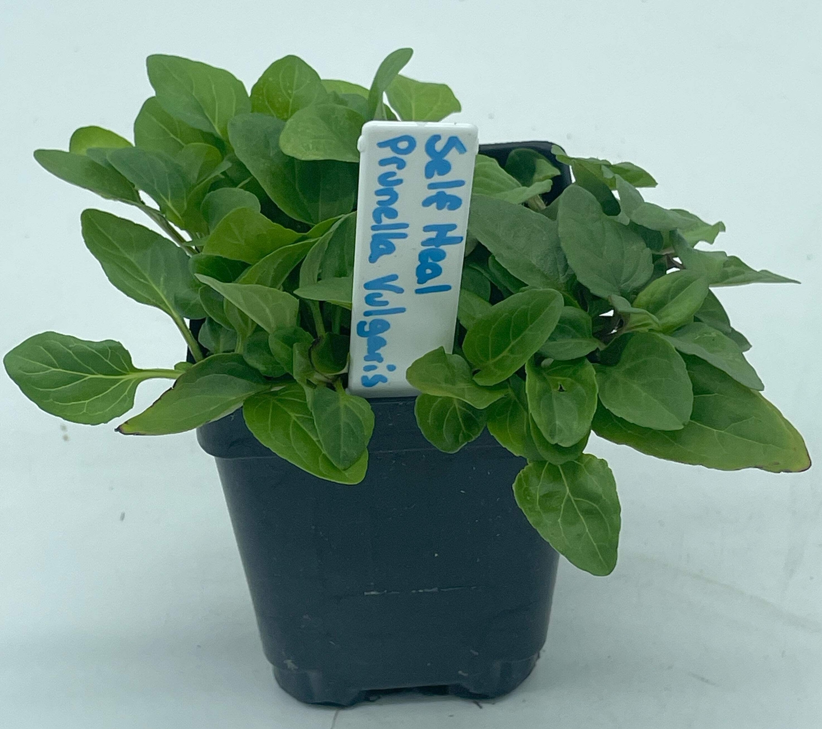 Self Heal / All Heal Starter Plant – Prunella Vulgaris – Great Cool Season Plant