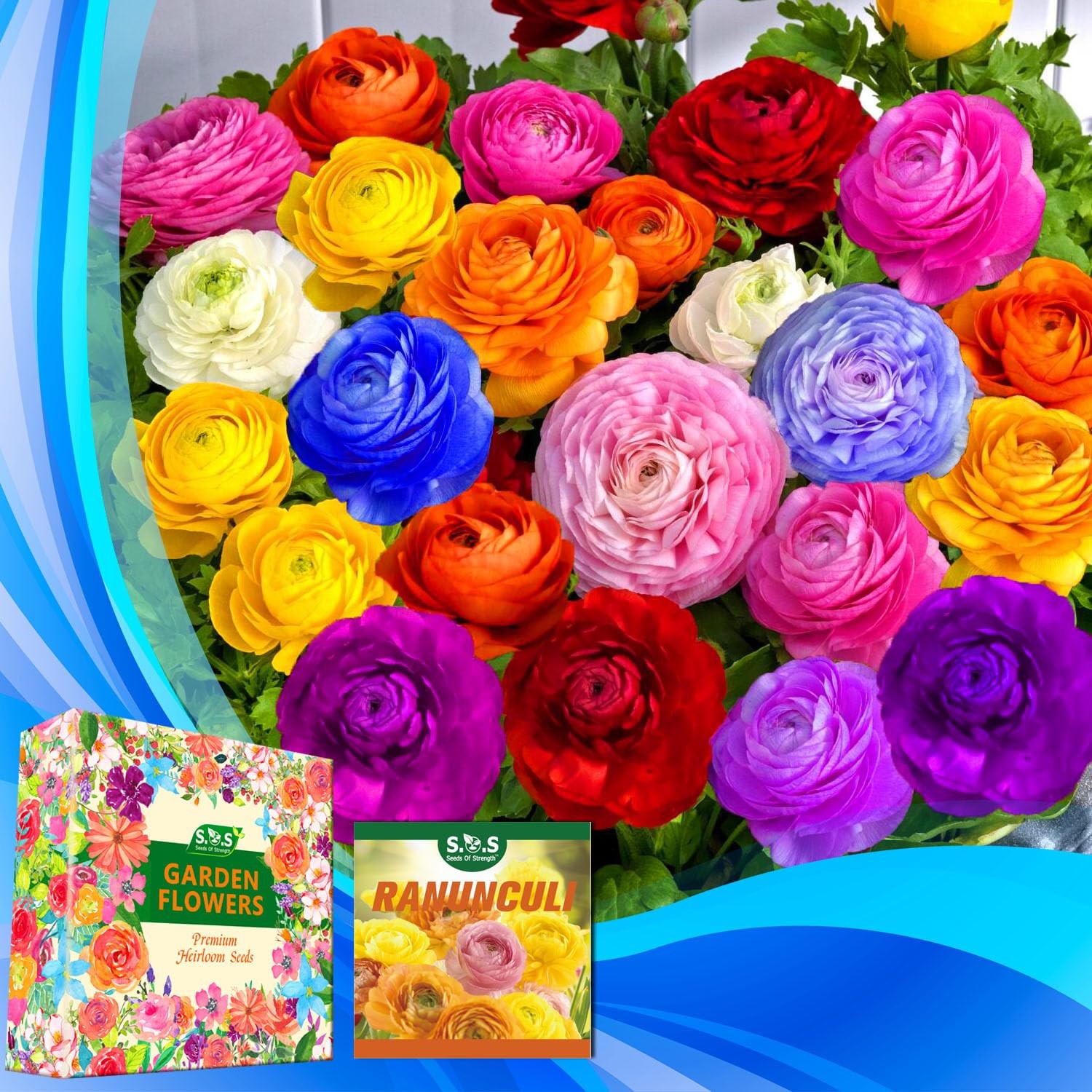 Mixed Peony Ranunculus Bulbs- Persian Buttercup -10 Corms Bulbs Flowering Blo…