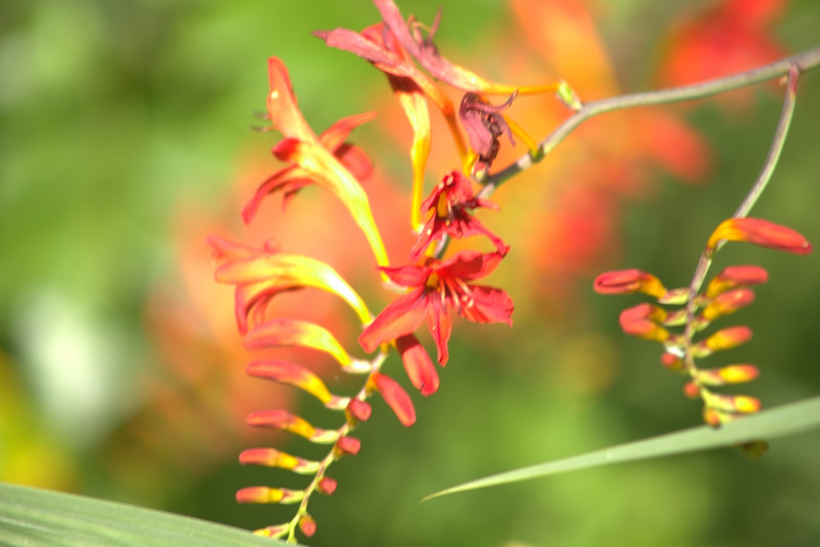 Lucifer plant crocosmia corms( bulbs) x 7