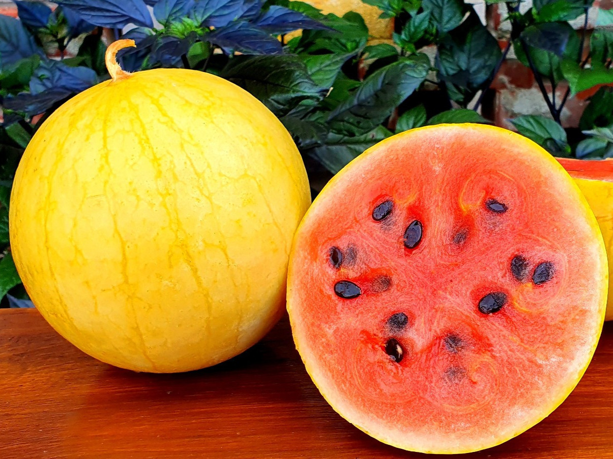 35 Organic Heirloom Golden Midget Watermelon Seeds – Fast Growing – Super Sweet!