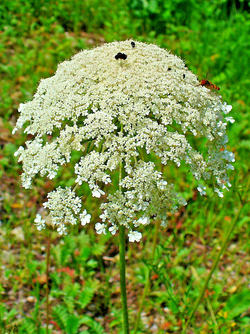 BULK, QUEEN ANNS LACE 10,000 SEEDS, DAUCUS CAROTA, WILD CARROT, HARDY