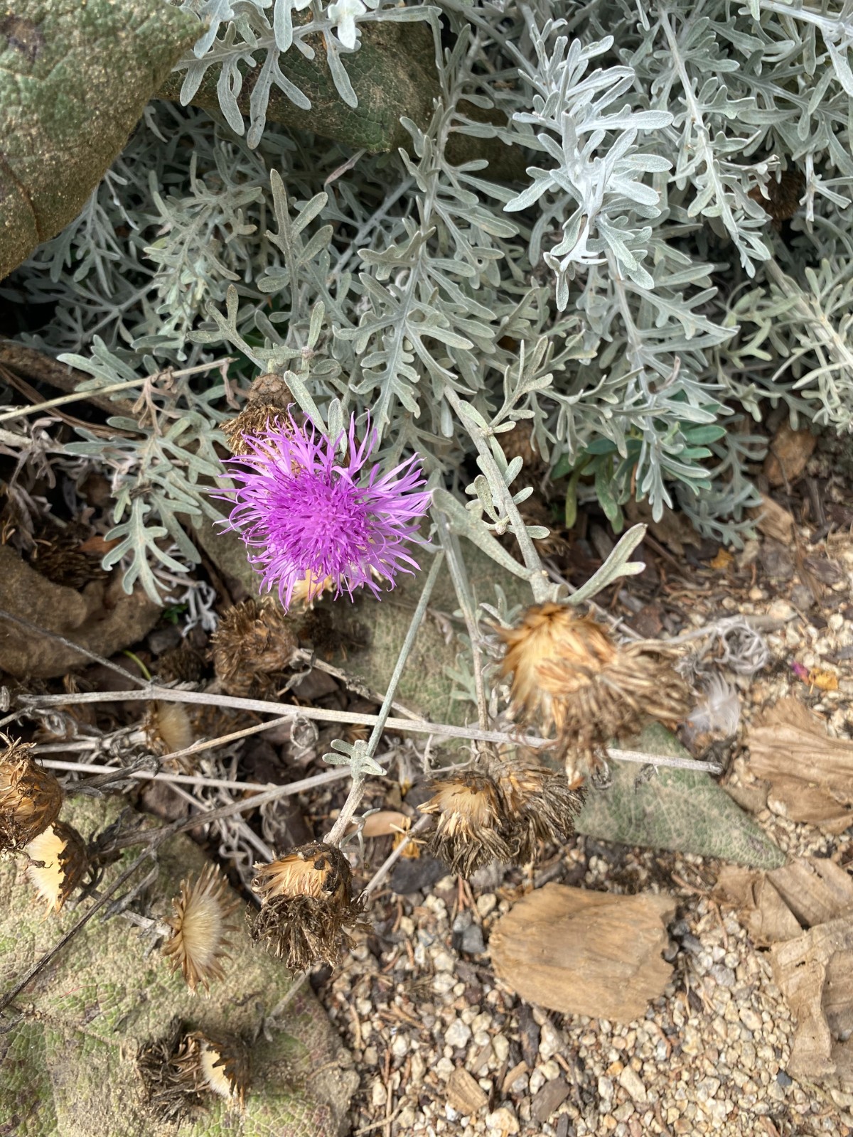 Centaurea gymnocarpa | Velvet Centaurea | 20 Seeds