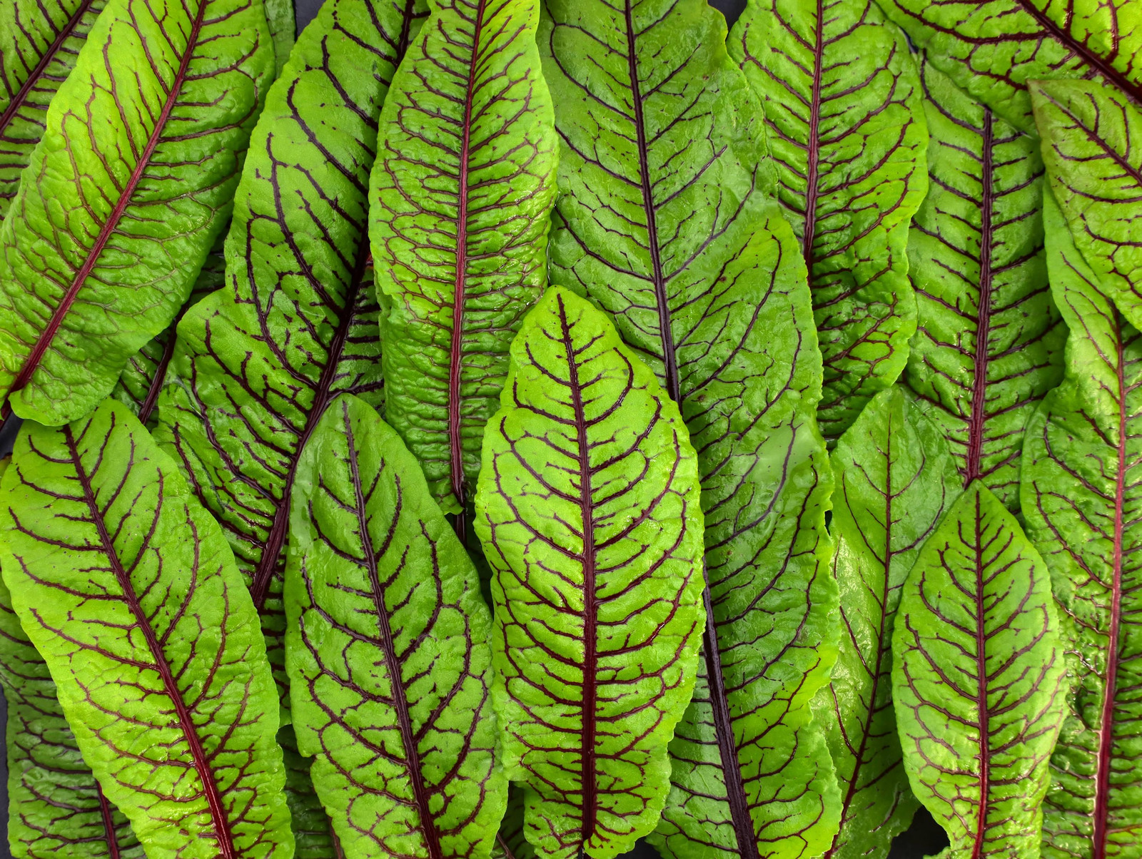 Red Veined Sorrel Seeds, Colorful Salad Greens, Fast Shipping, Tracking Included