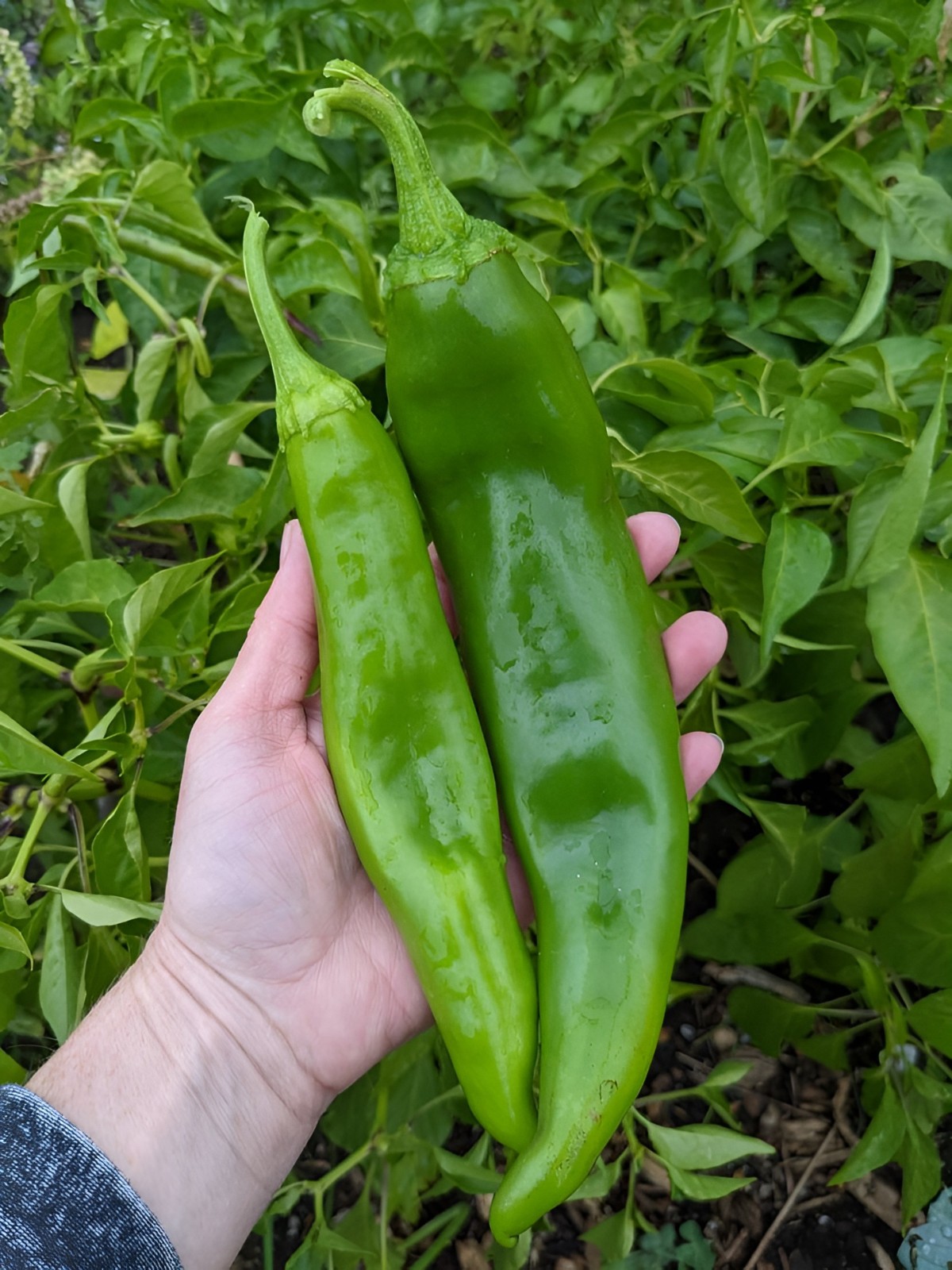 75 Heirloom NuMex BIG Jim Legacy Hatch Chili Seeds – Giant Mild Foot Long Pepper