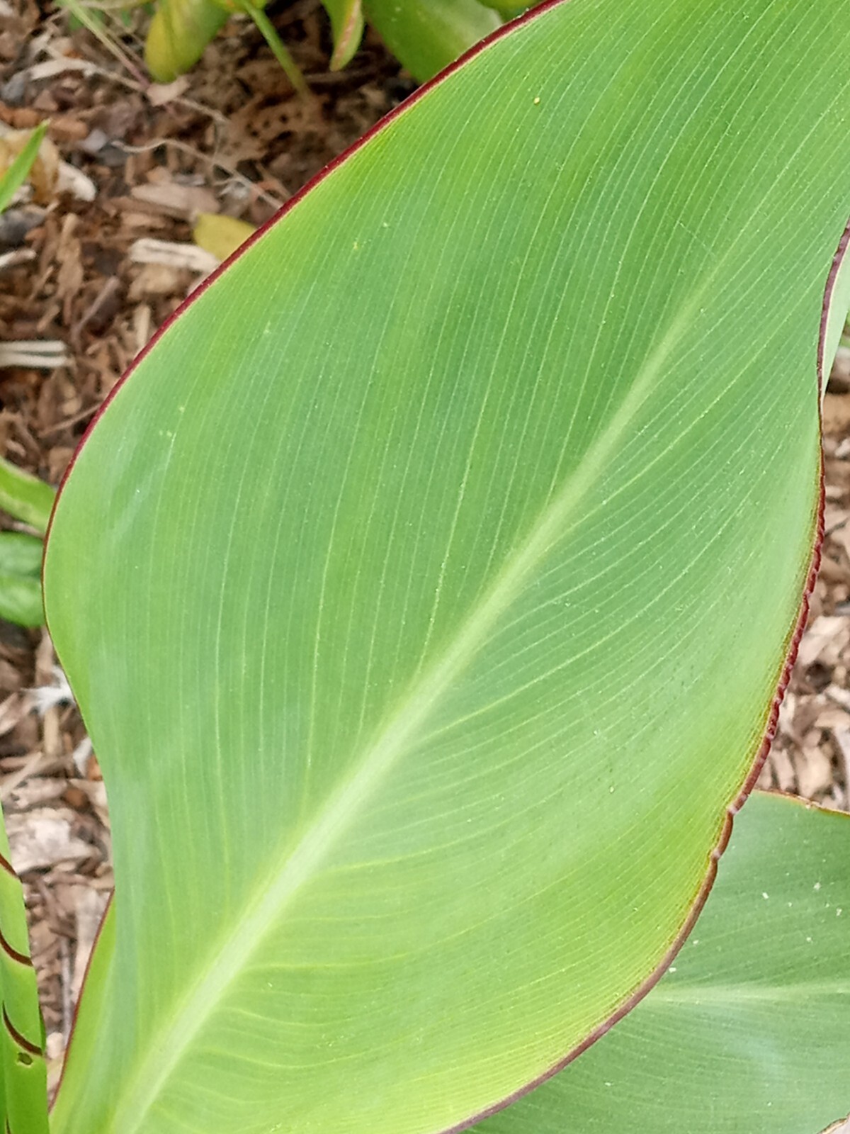 RED CANNA LILY Rooted Starter Plant Large Green Leaf – Hardy Tropical Perennial