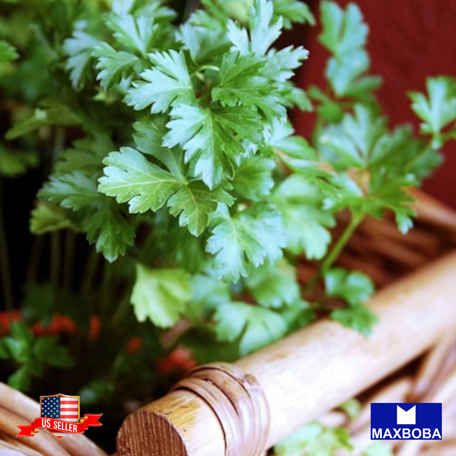 500 Italian Giant Parsley Seeds Non-GMO Heirloom BTGO 75% OFF