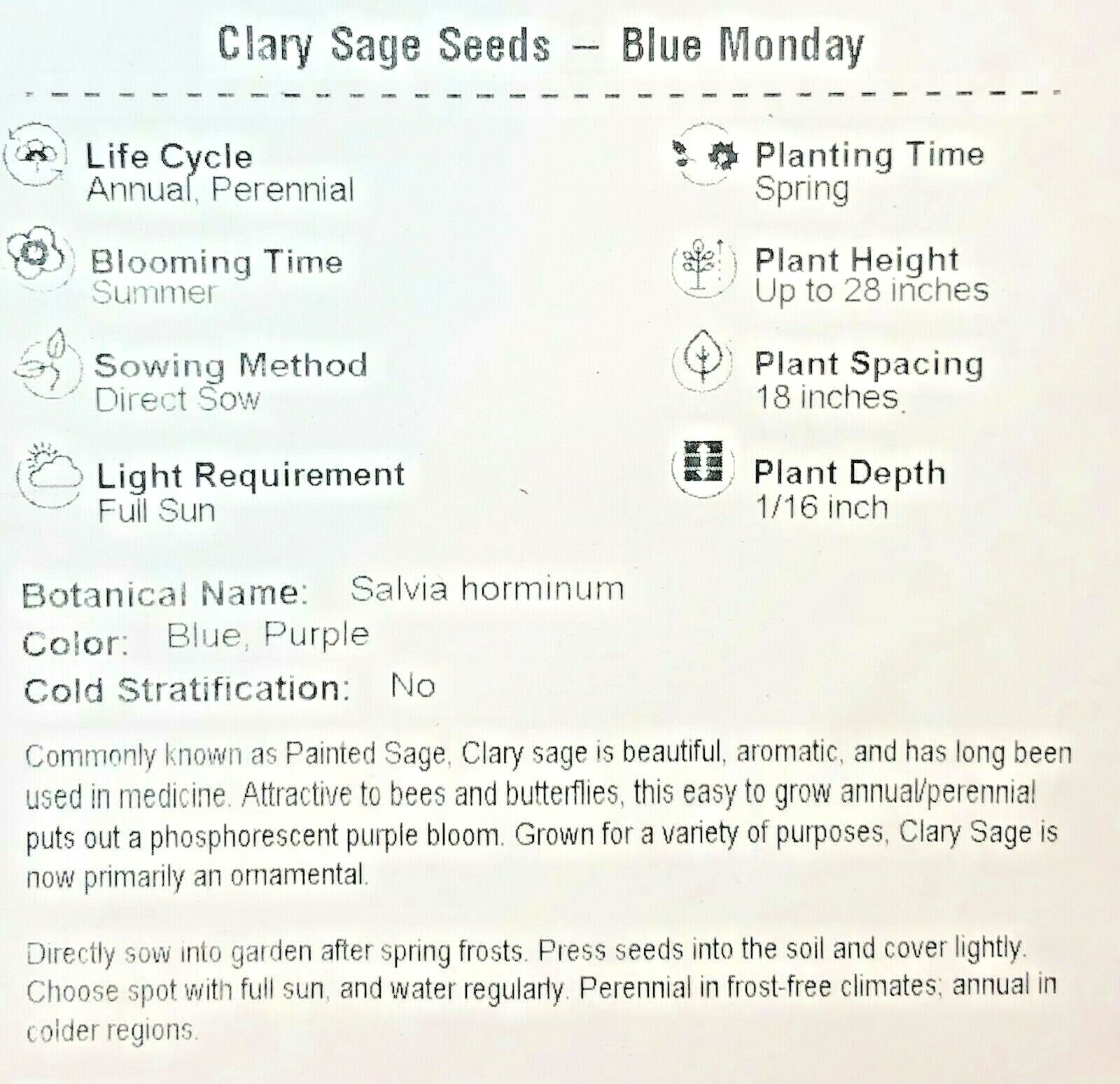 Clary Sage BLUE MONDAY Salvia Perennial Medicinal Sun or Shade Non-GMO 200 Seeds