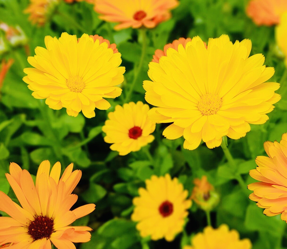 CALENDULA PACIFIC BEAUTY MIX FLOWER SEEDS FRESH HARVEST NON GMO FREE SHIPPING