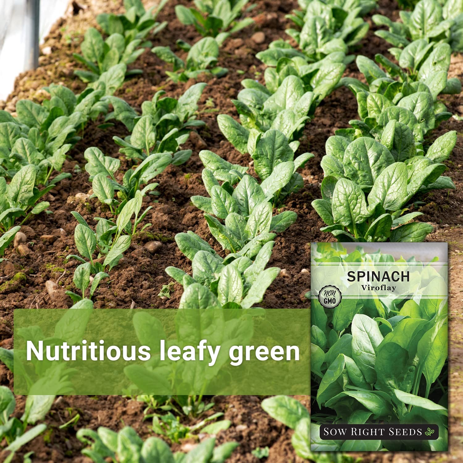 Viroflay Spinach Seeds – Non-GMO Heirloom for Hydroponic Vegetable Gardens