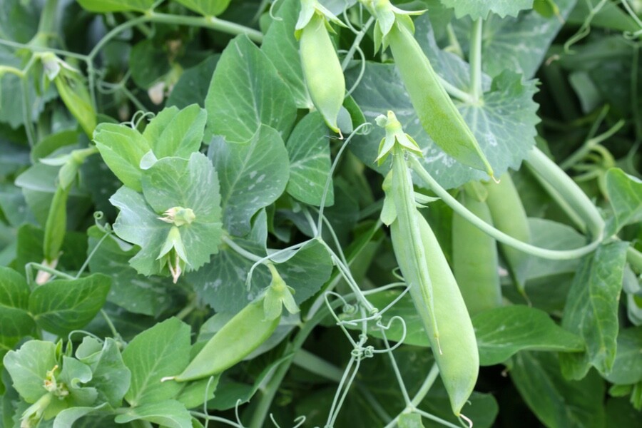 20 Organic Oregon Sugar Pod II Snow Pea Seeds, Non GMO