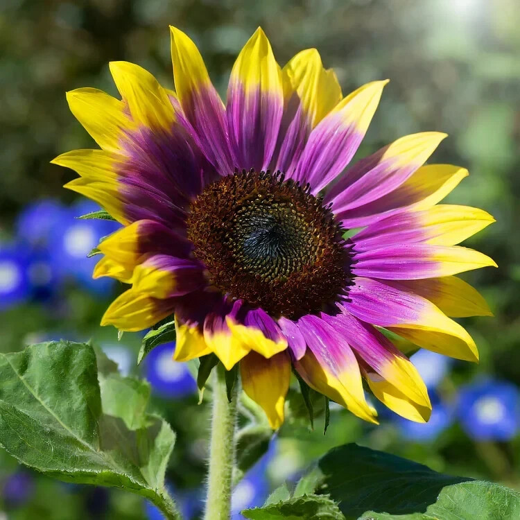 50 PCS Purple Heart Sunflower Seeds