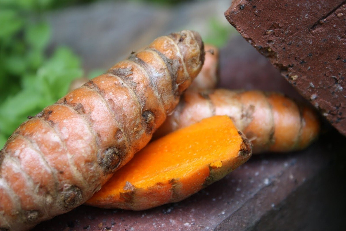 3 Fresh ~TURMERIC~ SPICE Turmeric Roots Curcuma Longa Ready To Plant or eat