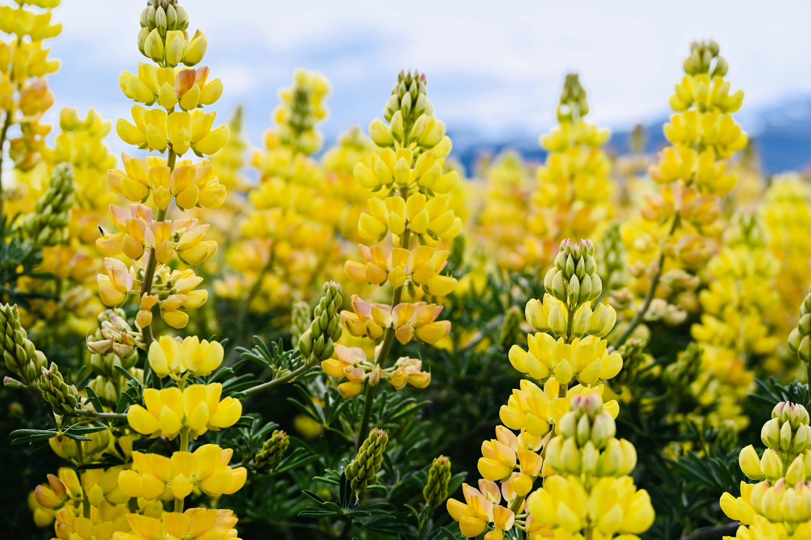 50 GOLDEN LUPINE Lupinus Densiflorus Yellow Hummingbird Flower Seeds *Flat Ship