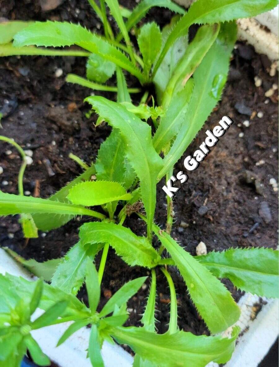500+ CULANTRO SEEDS-NGÒ GAI-MEXICAN CORIANDER-庫蘭特羅-PUERTO RICAN-THAI PARSLEY