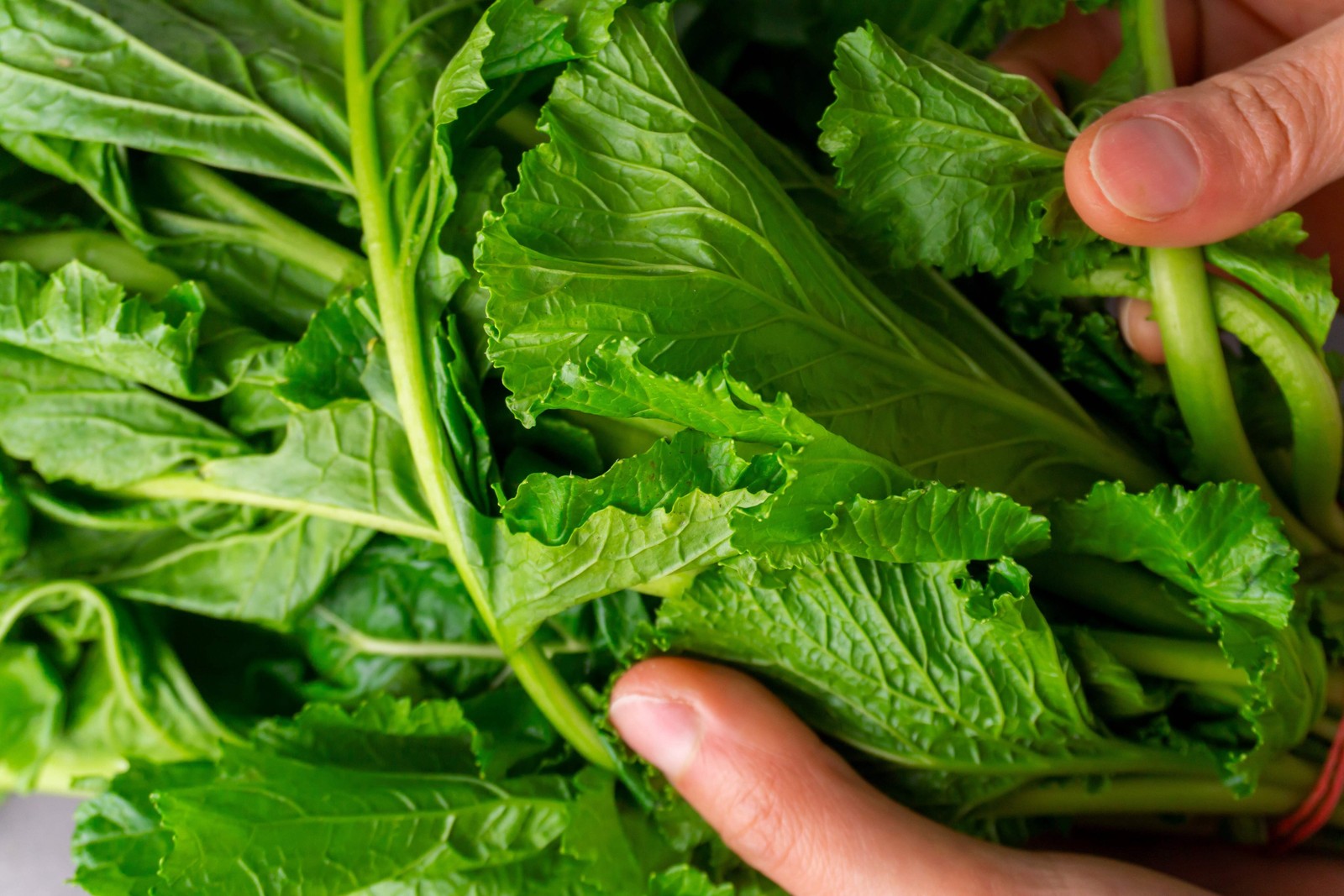 1500 SEVEN TOP TURNIP For Leaf Greens & Sprouts Brassica Rapa Vegetable Seeds