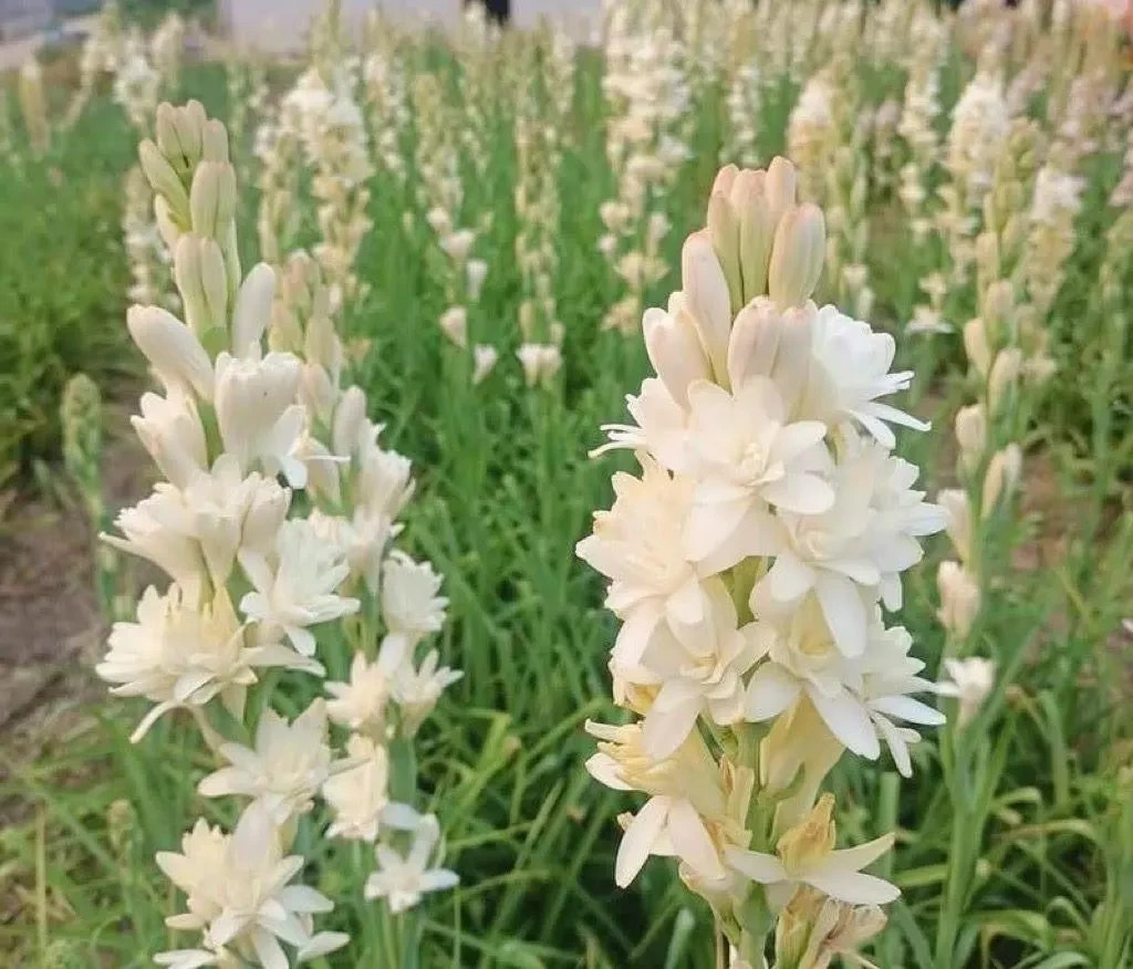 3 New! Large Double White Mexican Tuberose Polianthes Lily Fragrant