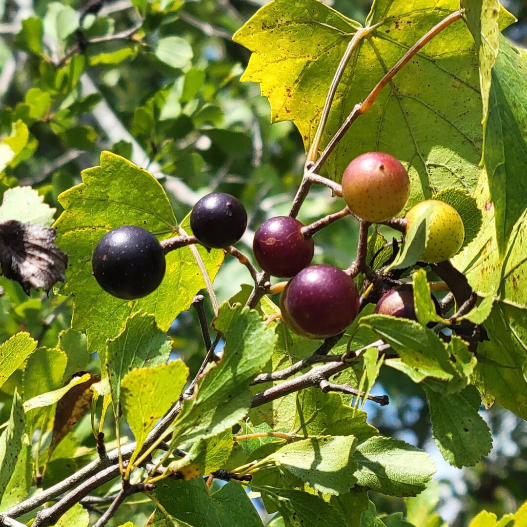 Southern Fox Grape | 25 Seeds | Vitis Rotundifolia | Florida Native | Ecotype