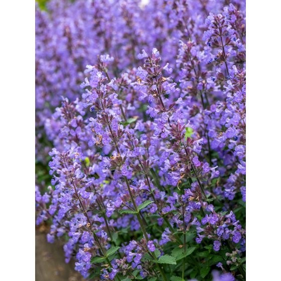 50 PERSIAN CATMINT Mussins Nepeta Racemosa Flower Seeds
