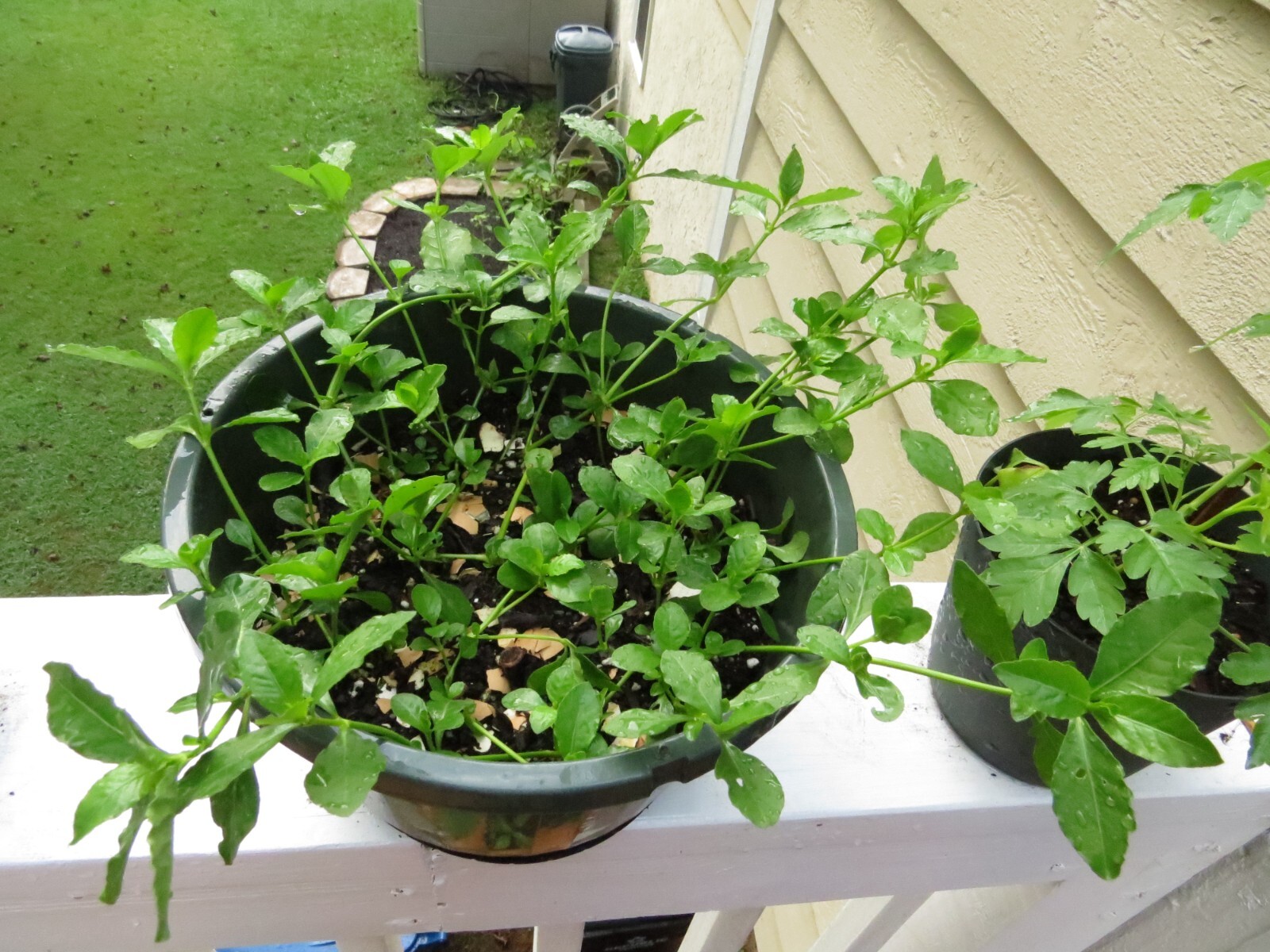 200+Sessile Joyweed/Ponnanganni/Mukunuwenna/Dwarf Copperleaf/Alternanthera Seeds