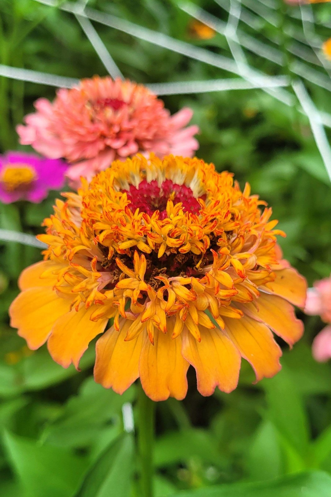 100 Mixed Colors SCABIOSA ZINNIA Elegans Red Pink Purple Yellow Flower Seeds