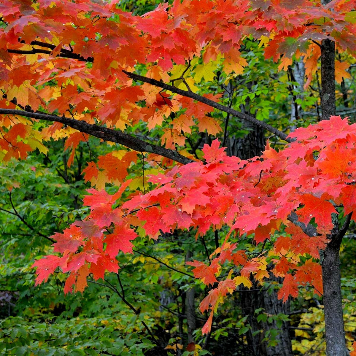 Northern Sugar Maple Tree Seeds (Acer saccharum) Fall Color Cold Hardy to Zone 3