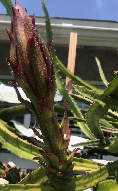 ULTRA RARE Desert King Dragon Fruit 12″ (1)+Frankie Red 12″(1) flesh cutting