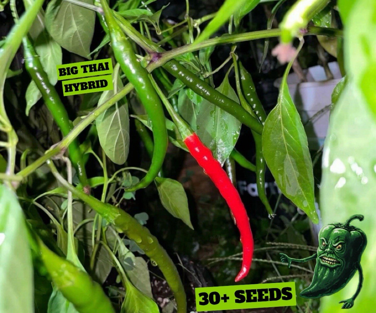 [BIG THAI HYBRID] PEPPER SEEDS PACK OF 30+ FREE SHIPPING!