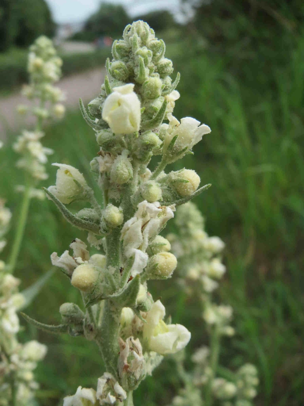 Verbascum lychnitis – White Mullein seed